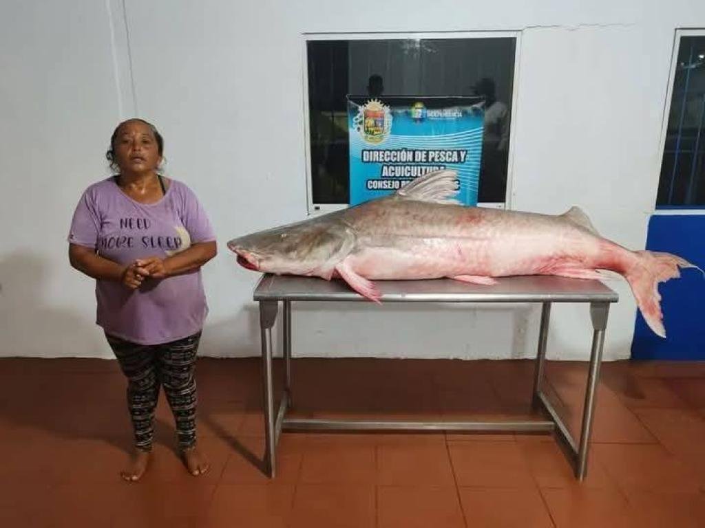 En Venezuela mujer logra pescar un Bagre Laulau gigante de 146 kilos