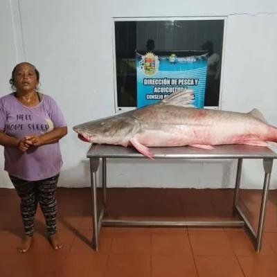 En Venezuela mujer logra pescar un Bagre Laulau gigante de 146 kilos