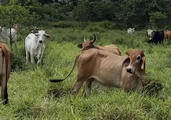Alerta roja en San Juan del Cesar: Escalada de abigeato deja pérdidas millonarias en 48 horas