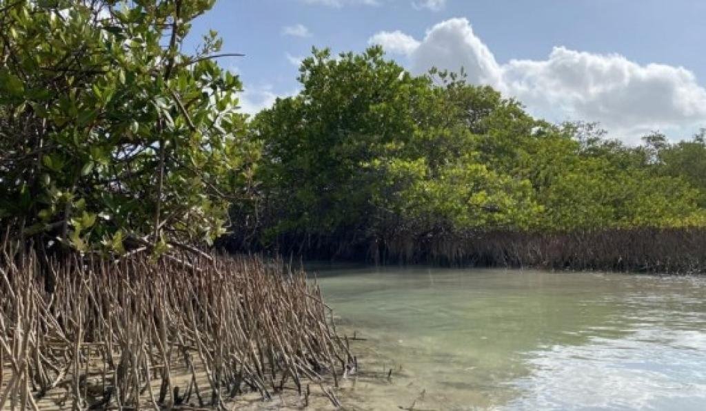 Manglares y pastos marinos del Caribe son clave frente al cambio climático
