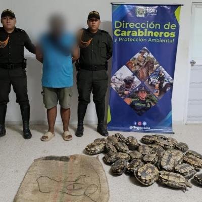 ¡Se salvaron de un baño con zumo de Coco! Policía rescata 65 hicoteas que iban a ser comercializadas en restaurantes y plaza de mercado en Magangué