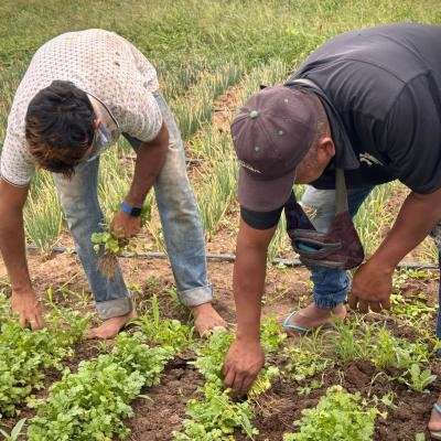 Gobierno Nacional impulsa compras directas a campesinos productores del territorio guajiro a través de Bienestar Familiar